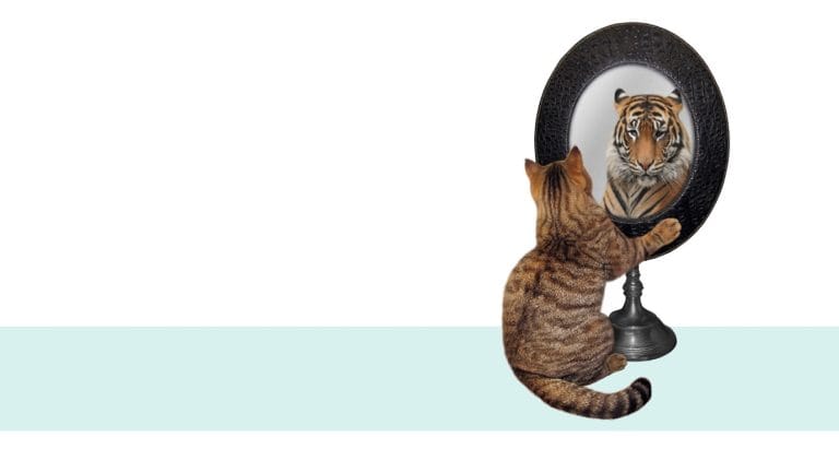 Cat looking in mirror